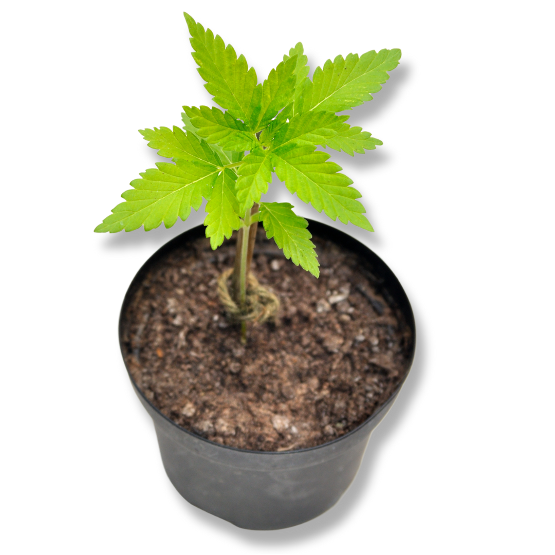 small cannabis plant in a pot of soil